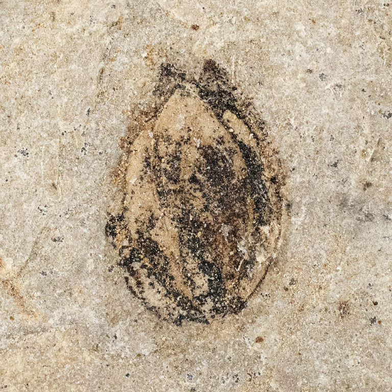 Fossil seed &#8211; Carpolithus sp., The Natural Canvas