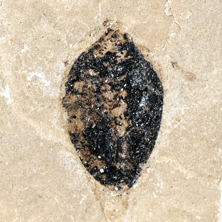 Fossil seed &#8211; Carpolithus sp., The Natural Canvas