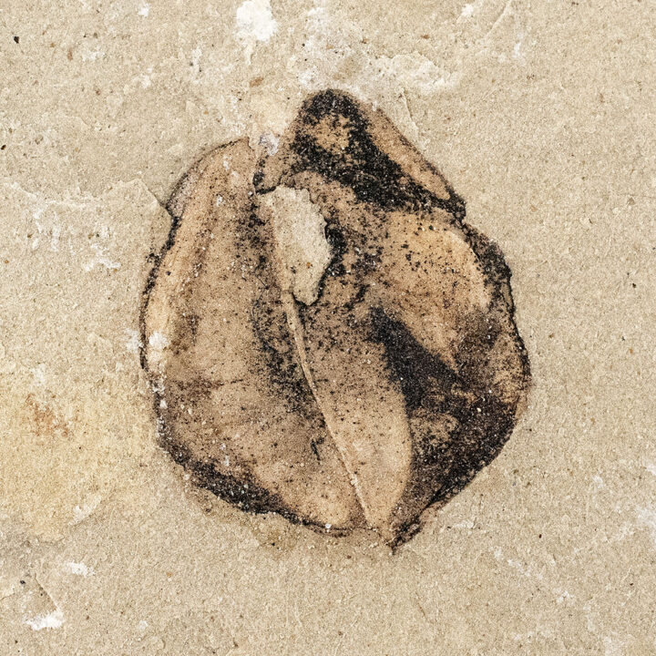 Fossil seed - Carpolithus sp.