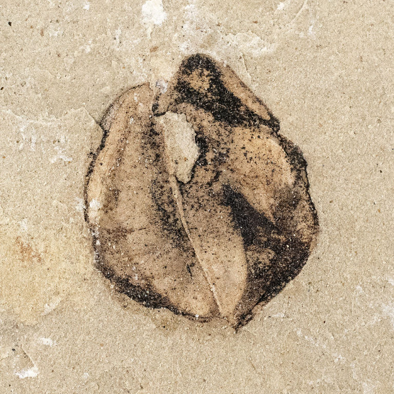 Fossil seed &#8211; Carpolithus sp., The Natural Canvas