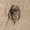 Fossil seed &#8211; Carpolithus sp., The Natural Canvas