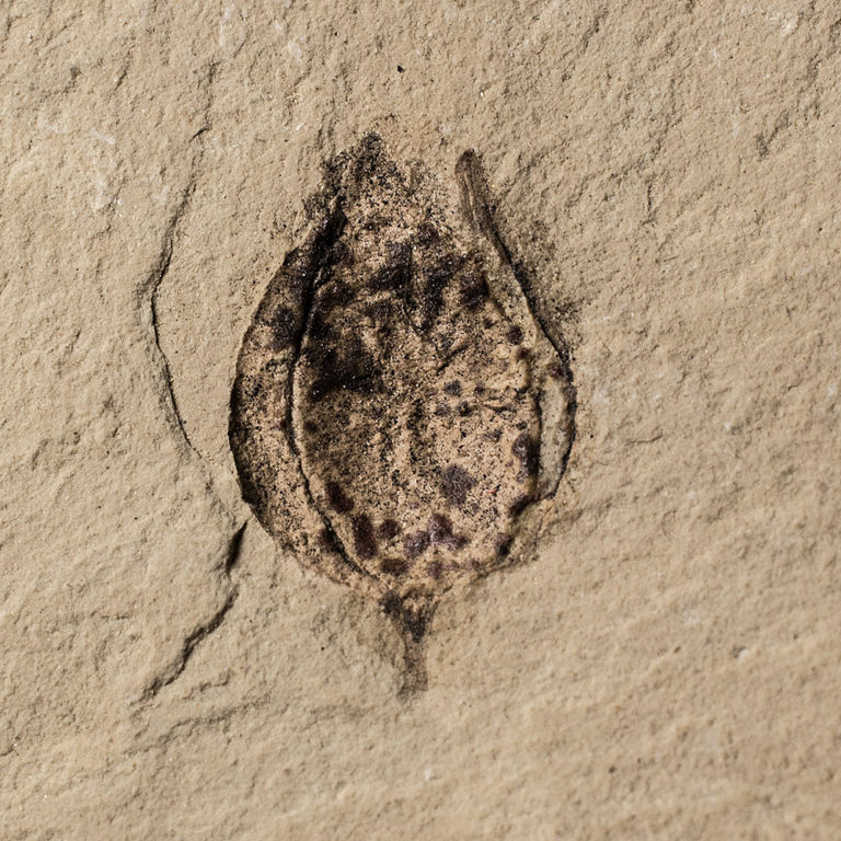 Fossil seed - Carpolithus sp.