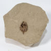 Fossil seed - Carpolithus sp. - Image 2
