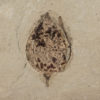 Fossil seed &#8211; Carpolithus sp., The Natural Canvas