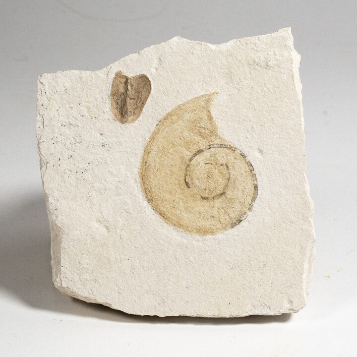 Hapoloceratoid ammonite and Lamellaptychus