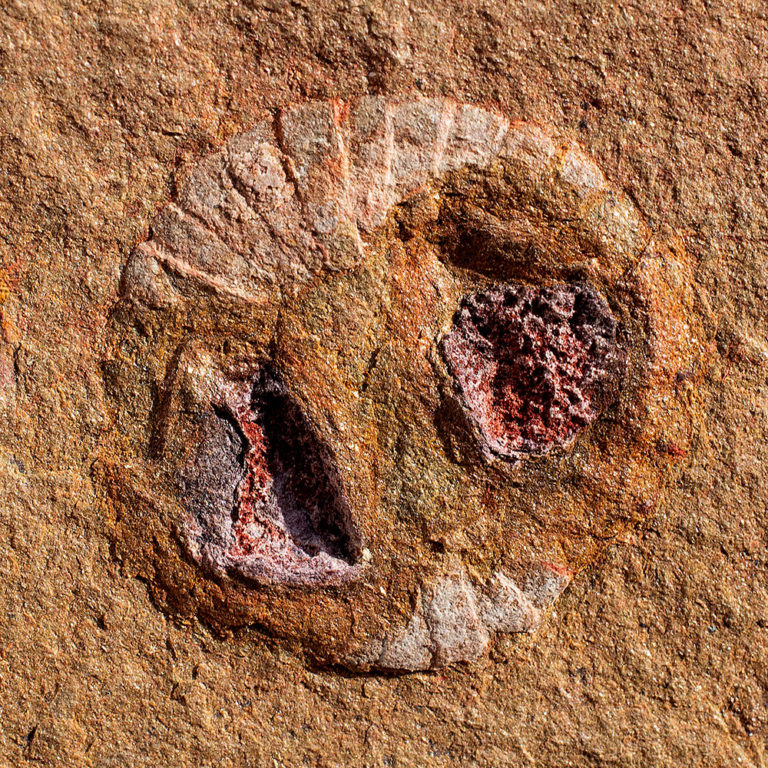 Anomalocaridid oral cone (mouth), The Natural Canvas