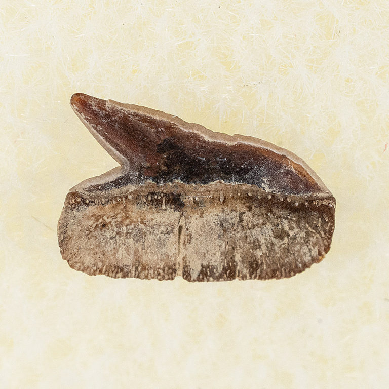 Extinct bramble shark - Echinorhinus