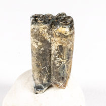 Early Horse - Pseudhipparion