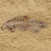 Rare softbodied arthropod - Thelxiope - Image 3