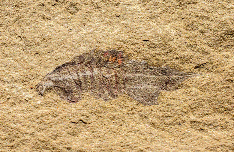 Rare softbodied arthropod - Thelxiope