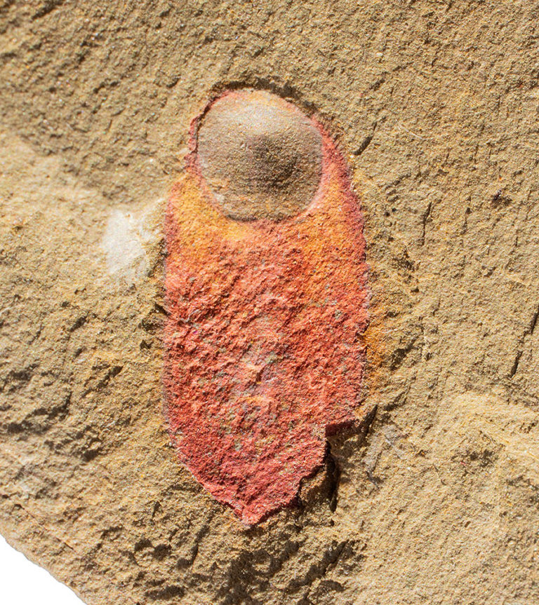 New to science! - Calvapilosa