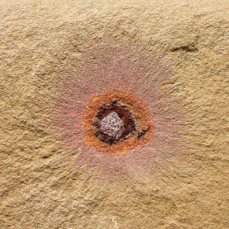 Ordovician sponge - Choia