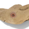Ordovician sponge - Choia - Image 2