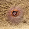 Cambrian sponge in the Ordovician - Choia - Image 2