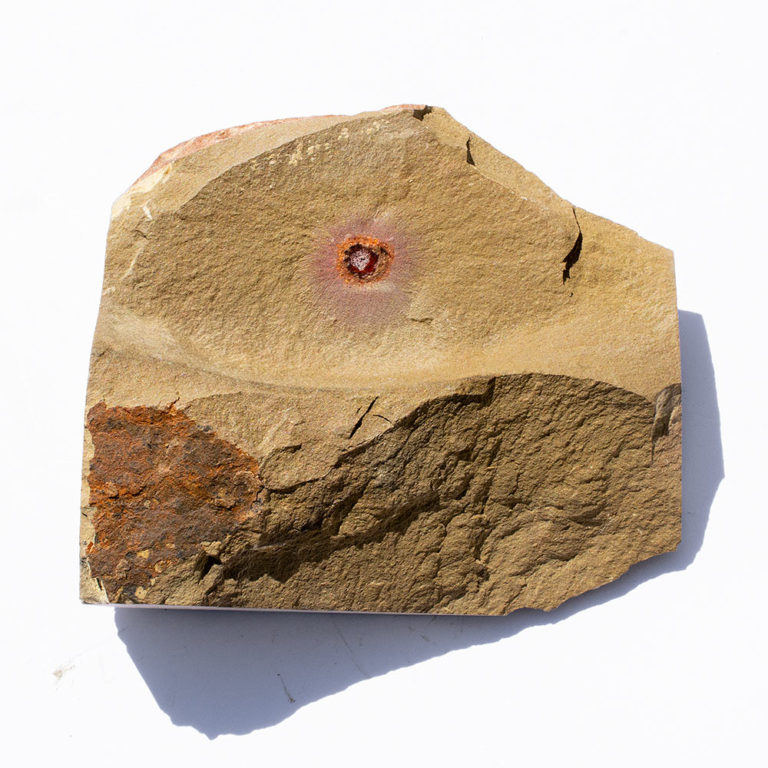 Cambrian sponge in the Ordovician - Choia