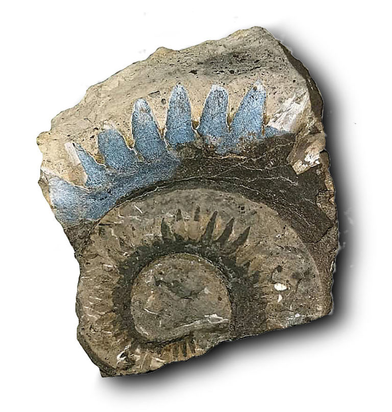 The Saw-Toothed Shark &#8211; Helicoprion, The Natural Canvas