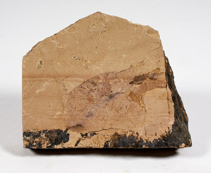 Cambrian mystery animal - Vetulicola