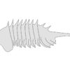 Rare softbodied arthropod - Thelxiope - Image 4