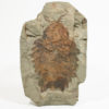 Extraordinary Complete Ordovician Anomalocaridid - Image 2