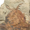 Extraordinary Complete Ordovician Anomalocaridid - Image 3
