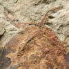Extraordinary Complete Ordovician Anomalocaridid, The Natural Canvas