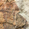 Extraordinary Complete Ordovician Anomalocaridid - Image 5