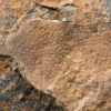 Extraordinary Complete Ordovician Anomalocaridid - Image 6