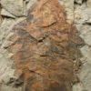 Extraordinary Complete Ordovician Anomalocaridid - Image 7