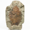 Extraordinary Complete Ordovician Anomalocaridid - Image 8