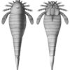 Ultra-rare Eurypterid &#8211; Hughmilleria, The Natural Canvas