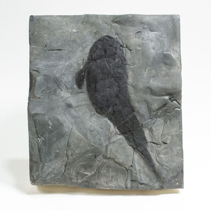 Ultra-rare Eurypterid - Hughmilleria