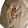 Big Marrellamorph Arthropod &#8211; Furca sp., The Natural Canvas