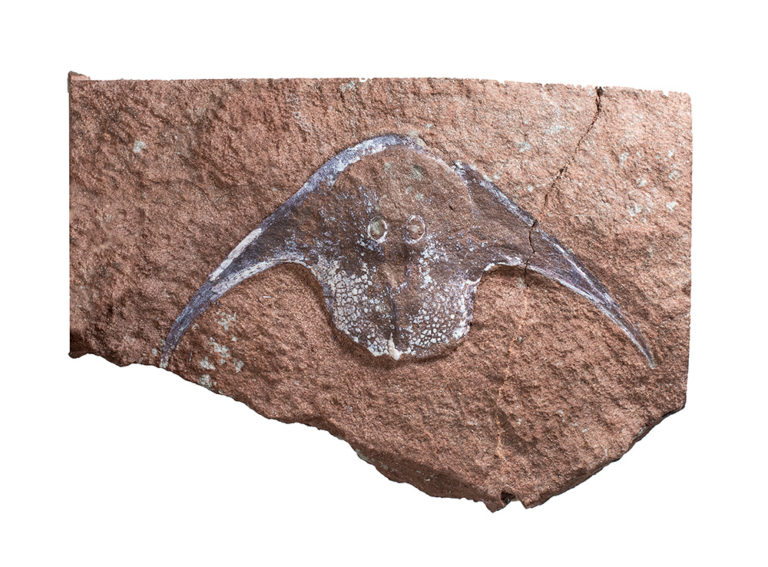 Devonian Armored fish - Stensiopelta pustulata