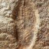 Two Precambrian Dickinsonia with internal anatomy preserved - Image 5