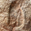 Two Precambrian Dickinsonia with internal anatomy preserved, The Natural Canvas