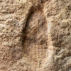Two Precambrian Dickinsonia with internal anatomy preserved - Image 2