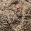 Two Precambrian Dickinsonia with internal anatomy preserved, The Natural Canvas