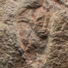 Two Precambrian Dickinsonia with internal anatomy preserved - Image 3