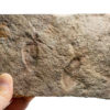 Two Precambrian Dickinsonia with internal anatomy preserved - Image 4