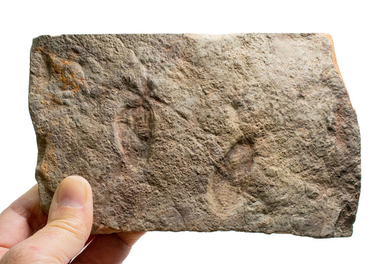 Two Precambrian Dickinsonia with internal anatomy preserved, The Natural Canvas