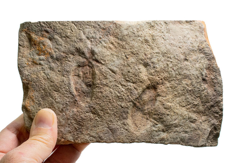 Two Precambrian Dickinsonia with internal anatomy preserved
