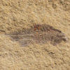 Rare softbodied arthropod - Thelxiope - Image 3