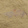 Rare softbodied arthropod - Thelxiope - Image 5