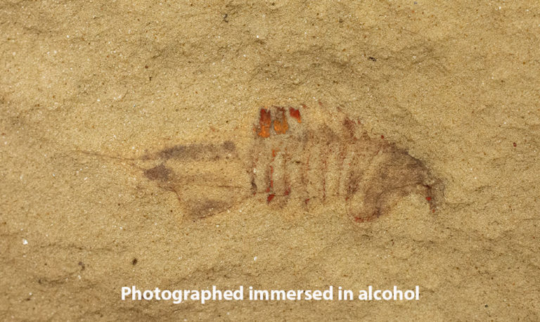 Rare softbodied arthropod - Thelxiope