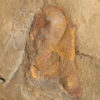 New to science! - Calvapilosa - Image 2