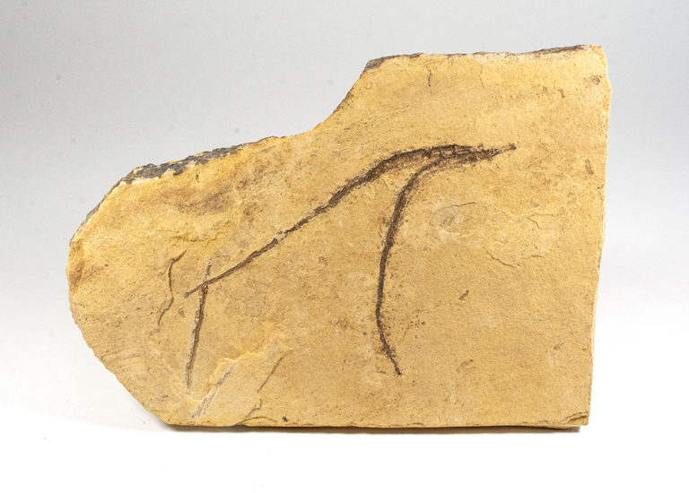 Big California Pipefish plate - Syngnathus