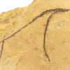 Big California Pipefish plate - Syngnathus - Image 2