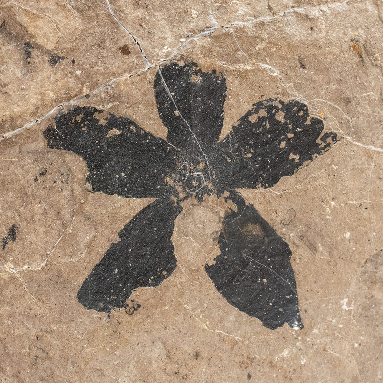 Miocene Flower &#8211; Chaneya, The Natural Canvas