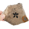 Miocene Flower - Chaneya - Image 2