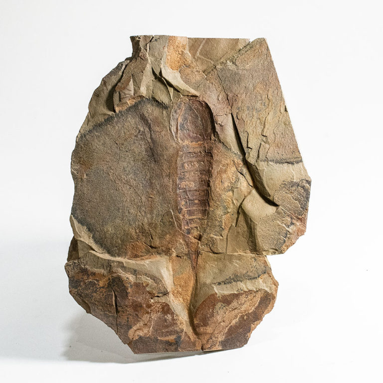 Ordovician Aglaspid arthropod plus rare trilobite Lehua